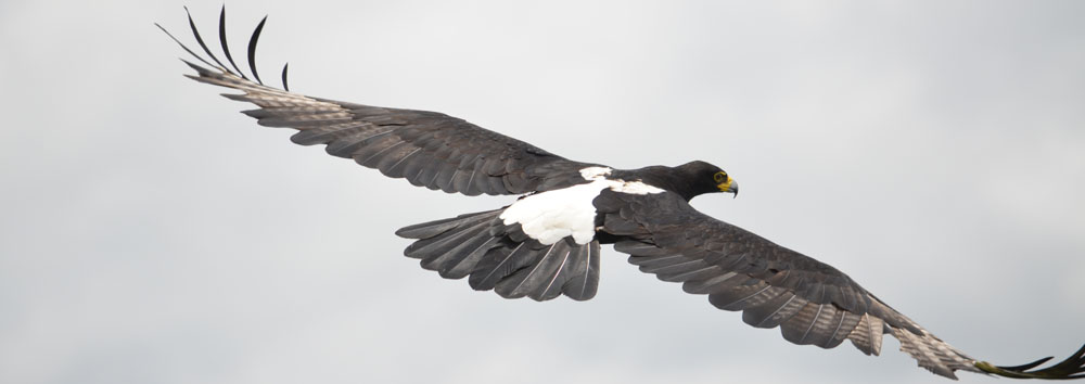 Aguila